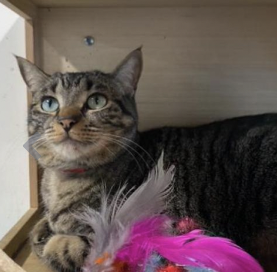 OrsettiGia's tweet photo. Looking for a cat to add to your family? Smokey is a 3 year old female domestic shorthair cat who needs her furever home! If you or someone you know is interested visit @HumaneTampaBay today. https://t.co/AB4XbBR1F1