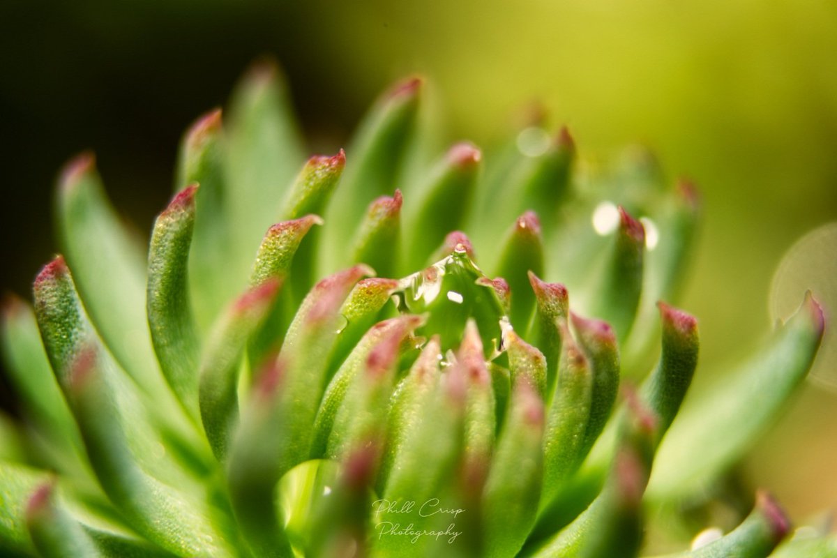 PhillCrisp's tweet image. #SquareDrop #macrophotography #water #succulent 
I happened to notice this square water droplet in my garden this evening, so grabbed the macro tubes before the light faded. 
You've got to love nature!