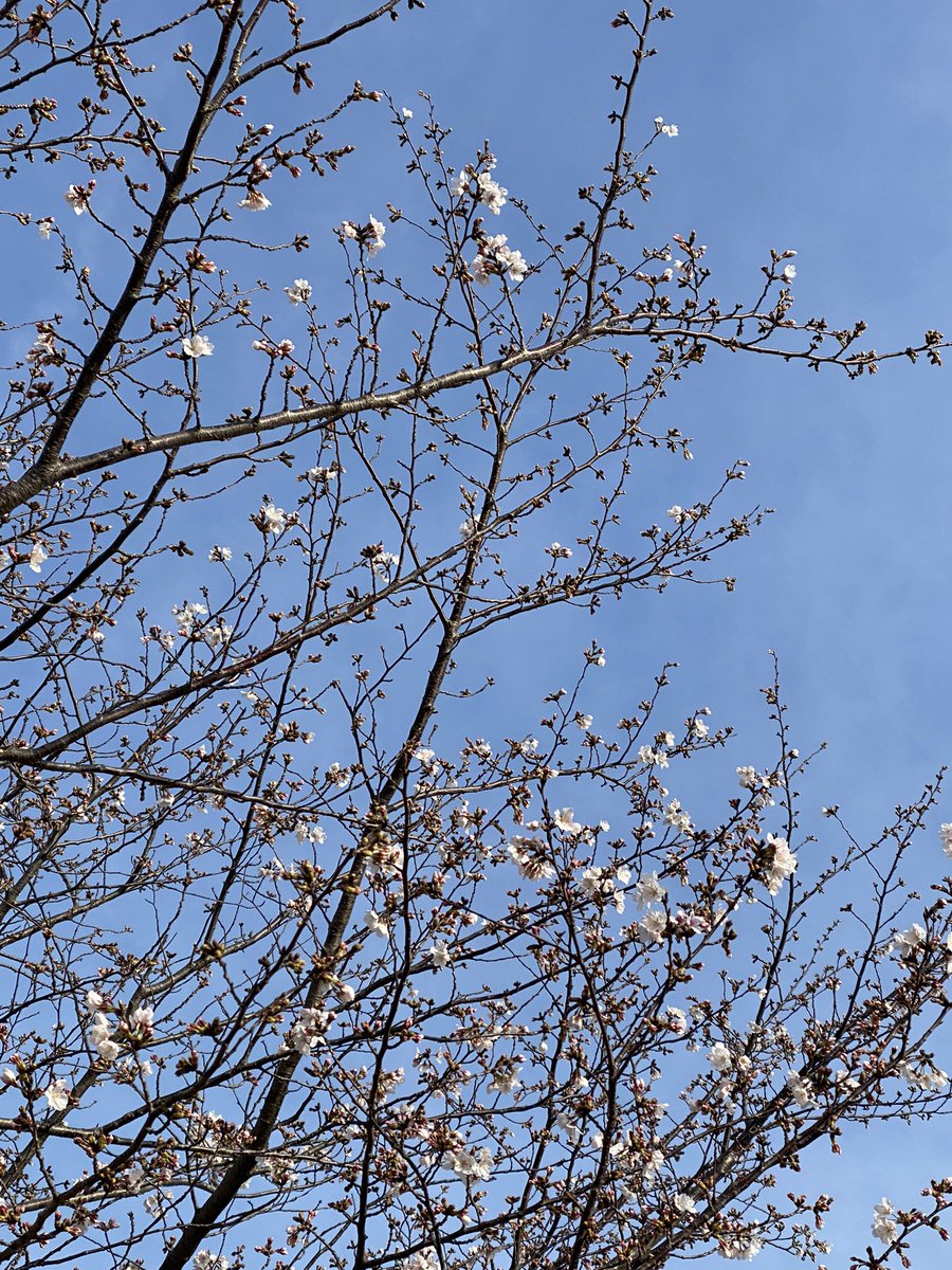 「おはようございます。月曜日の小学校の桜市内の桜は満開間近のところが多いのだけど、」|しんりんがく@【と04a】COMITIA144のイラスト