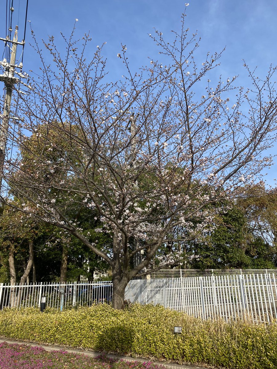 「おはようございます。月曜日の小学校の桜市内の桜は満開間近のところが多いのだけど、」|しんりんがく@【と04a】COMITIA144のイラスト