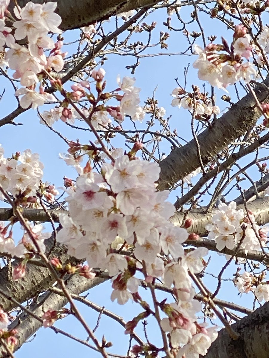 「おはようございます。月曜日の小学校の桜市内の桜は満開間近のところが多いのだけど、」|しんりんがく@【と04a】COMITIA144のイラスト