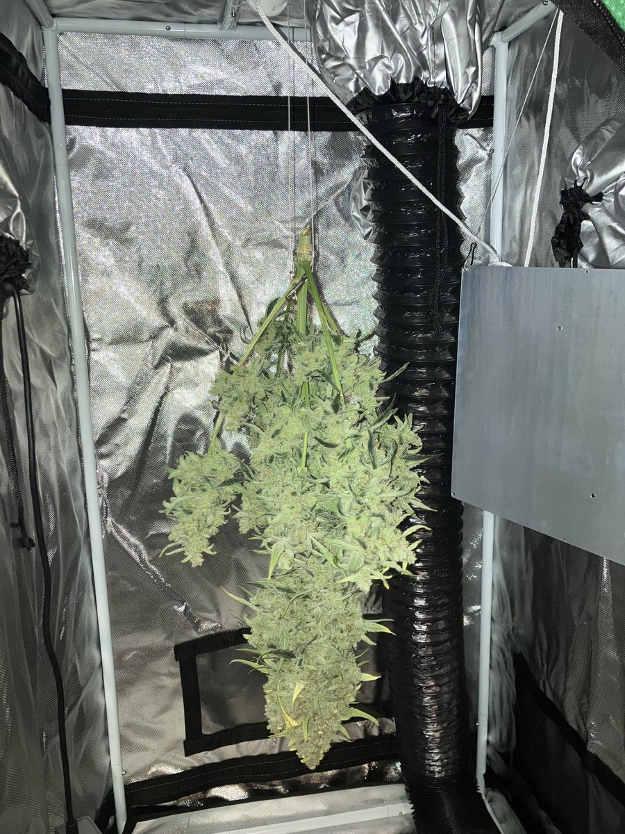 THINKFL0YD's tweet image. Chopped this beauty on day 79 &amp;amp; couldn’t be happier with how she turned out. Big shout to everyone at .@GrowHort for all of the advice along the way. The first of many!
#BananaSplit #EthosGenetics