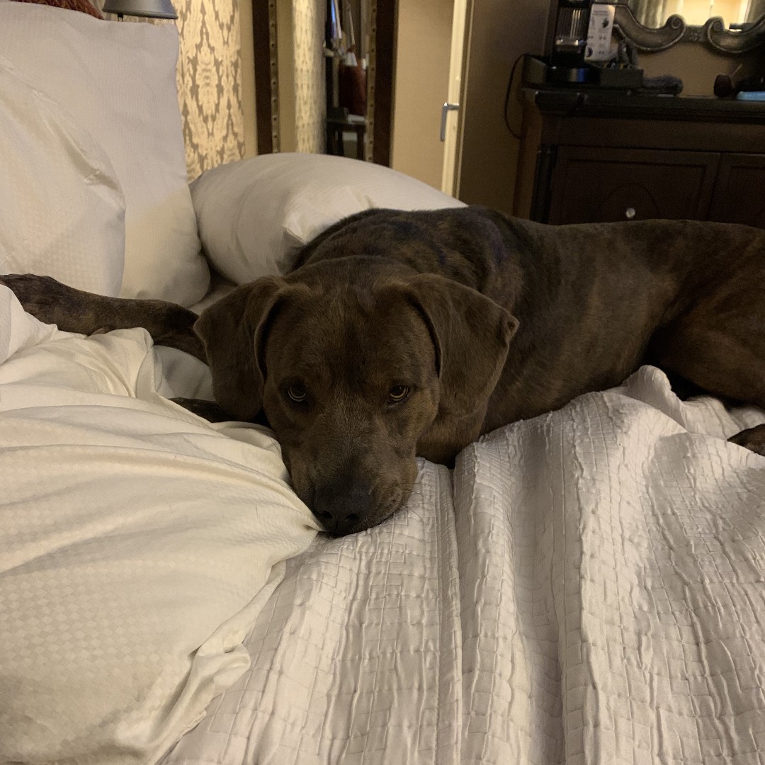 PSPCA's tweet photo. Hank went on a sleepover, and he had the best time! Now all he needs is a family! 

"Hank is just an absolute delight!  I just can’t rave enough about this boy and how much he deserves his very own furever."

Come to the shelter or meet Hank or email adoptions@pspca.org https://t.co/Ye0eJnEQ8M