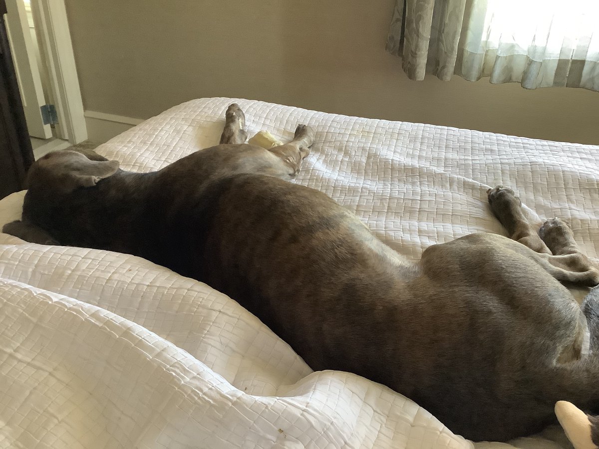 PSPCA's tweet photo. Hank went on a sleepover, and he had the best time! Now all he needs is a family! 

"Hank is just an absolute delight!  I just can’t rave enough about this boy and how much he deserves his very own furever."

Come to the shelter or meet Hank or email adoptions@pspca.org https://t.co/Ye0eJnEQ8M