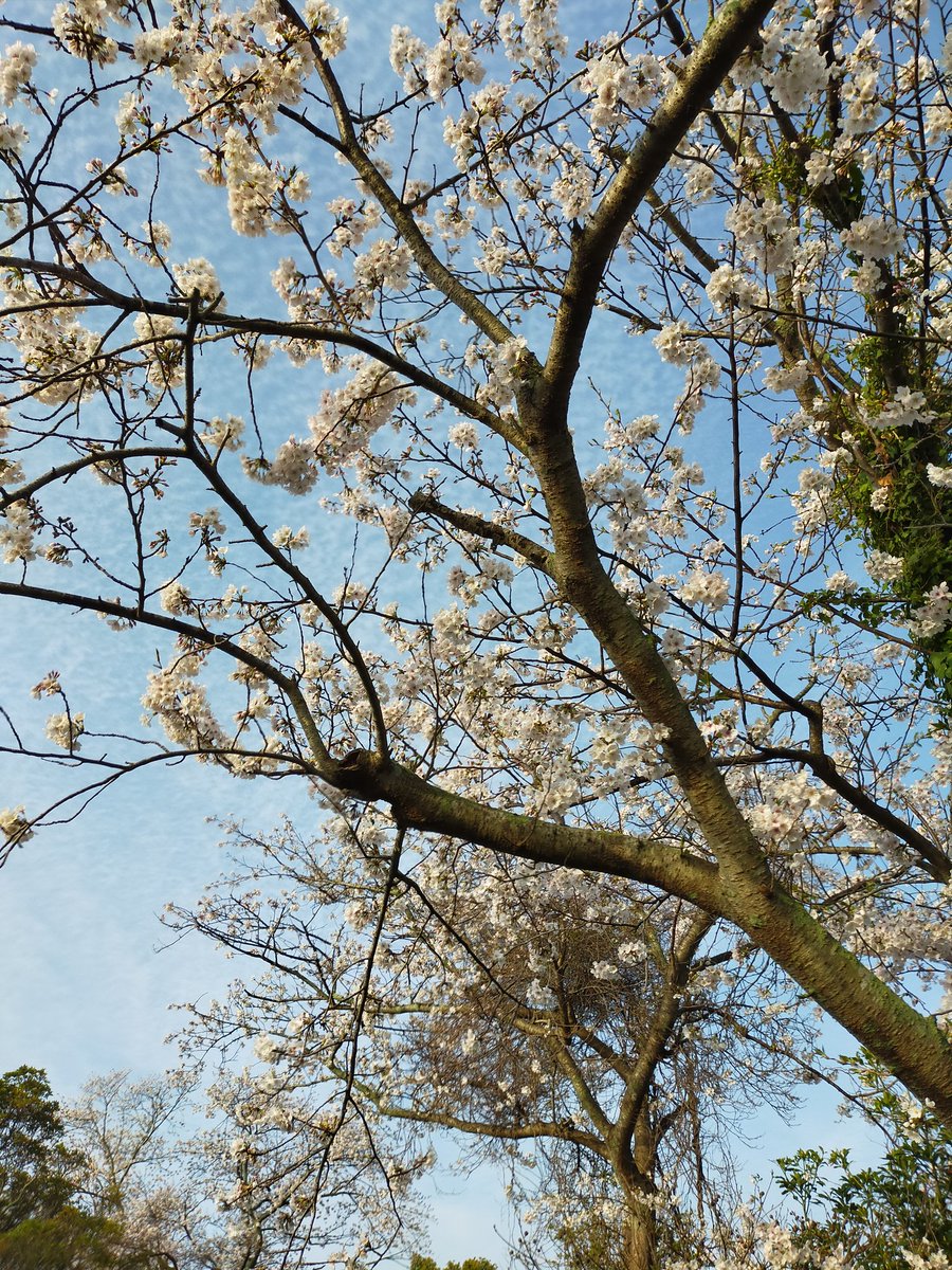 《朝散歩風景》

桜🌸
桃🍑
菜の花
枝にウグイス

春ですねぇ😊 https://t.co/hlGQi1BkSI
