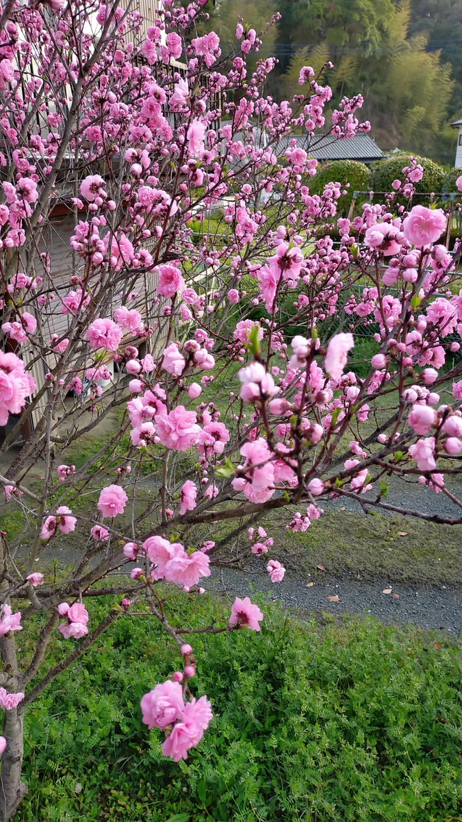 《朝散歩風景》

桜🌸
桃🍑
菜の花
枝にウグイス

春ですねぇ😊 https://t.co/hlGQi1BkSI