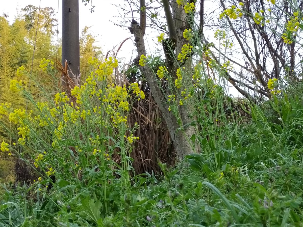 《朝散歩風景》

桜🌸
桃🍑
菜の花
枝にウグイス

春ですねぇ😊 https://t.co/hlGQi1BkSI