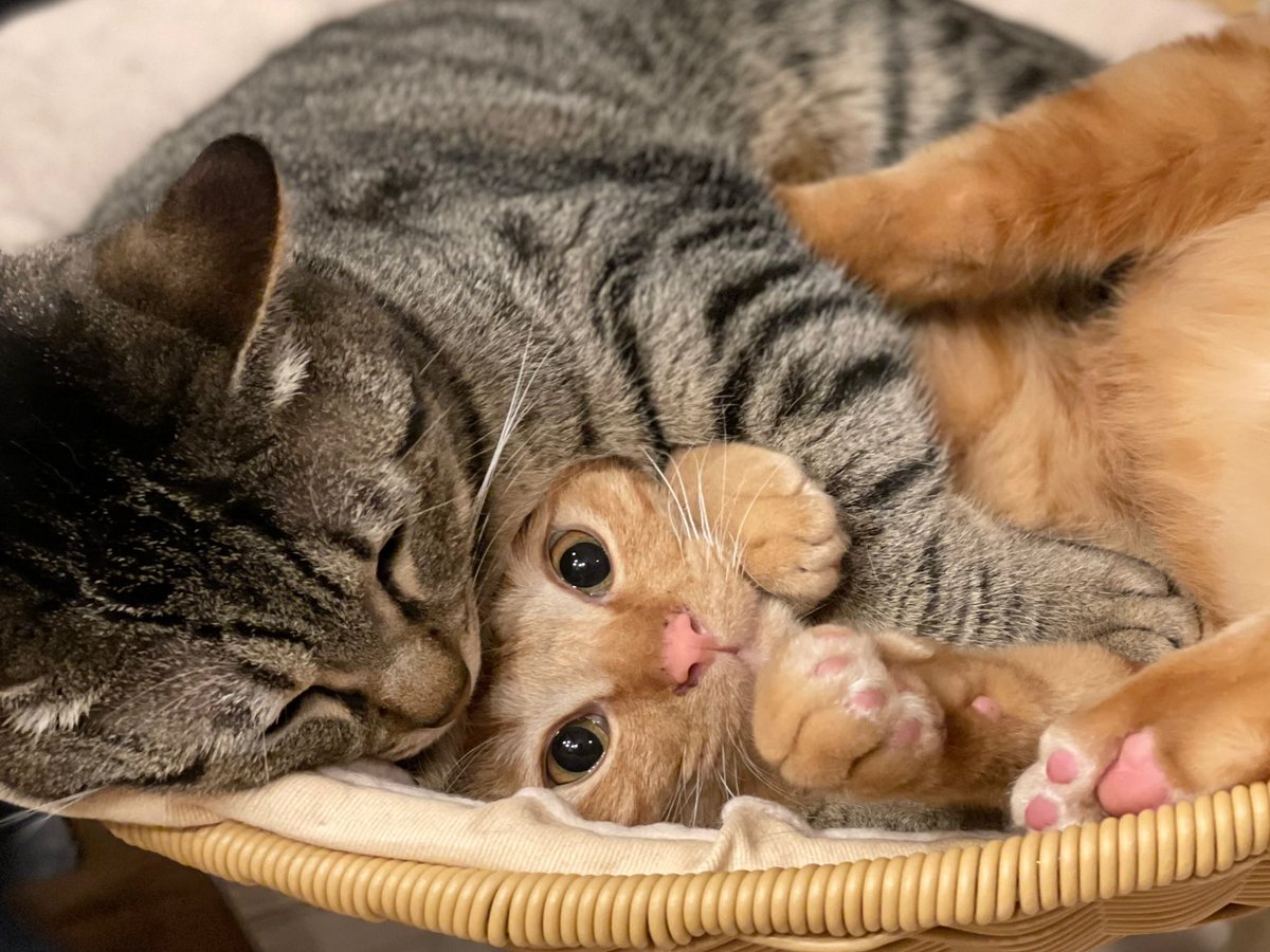 猫田さん 猫21匹の下僕 (@necotasan22) / Posts / X