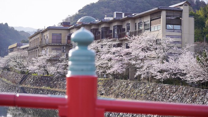 喜撰橋周辺も桜は見頃です。　秀一と久美子は春先にこんな桜を眺めながら通学できるの、羨ましいですねぇ　#anime_eup