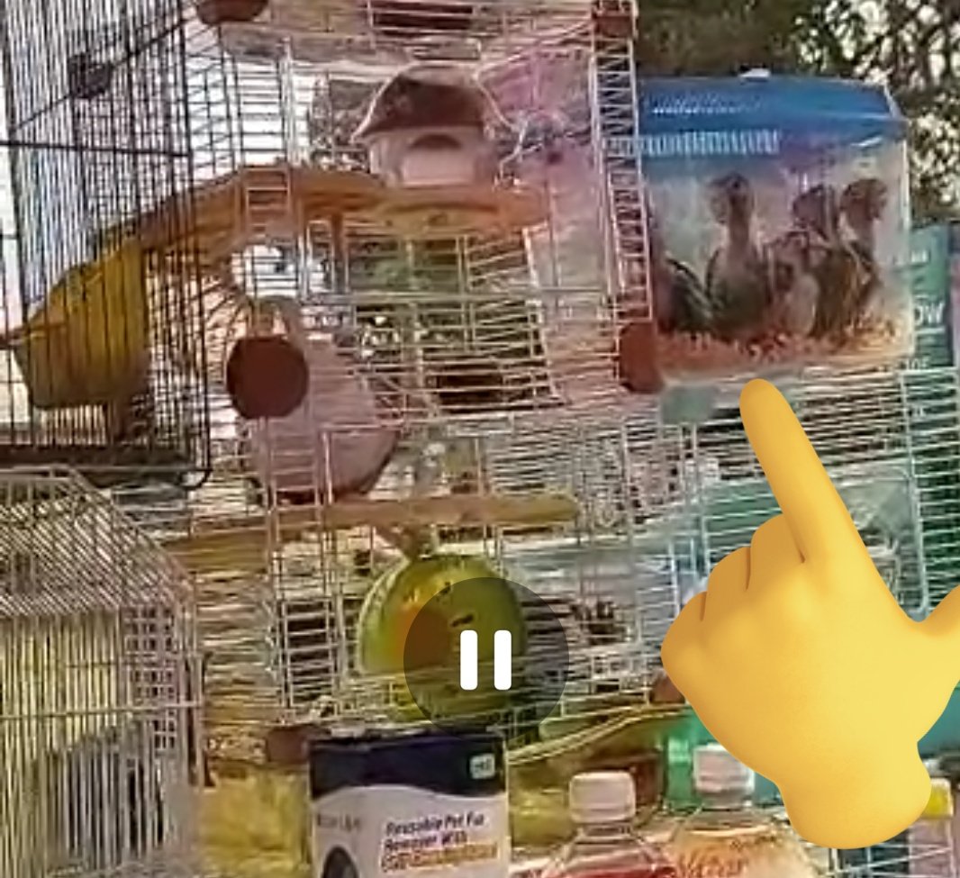 Suzu_LaPajarita's tweet photo. Nos llegó un mensaje de venta ilegal en la vía pública (tianguis) de pericos atoleros. La @PROFEPA_Mx no responde. Son más de 10 bebés en pésimas condiciones. Ayuda @EmilioLarrosa https://t.co/hHQrwb6CwG