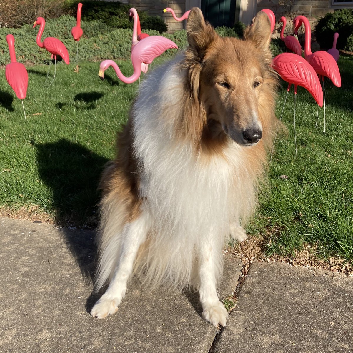Can flamingos 🦩 fly?  Well this flock has been floating around the neighborhood.  🦩

#pinkflamingo #youvebeenflocked #flockofflamingos #pinkflamingos #plasticpinkflamingos #roughcollie #collie #beautifuldayintheneighborhood