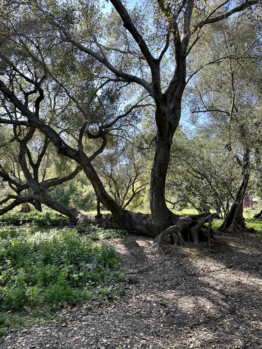 In awe of this tree! The next time I fall down completely, I will think of this tree and how it turned its branches into trunks. #resiliance