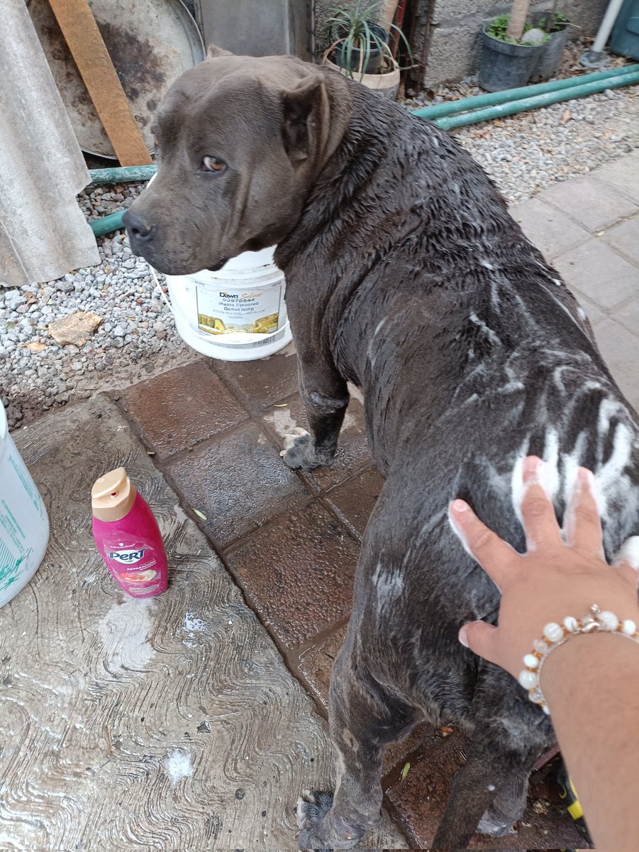 529erika's tweet photo. El perro 🐕 que se queda tranquilo al bañarse, es ESPECIAL 🌸❤️
#perros #americanbully https://t.co/R83mUQ5nZP