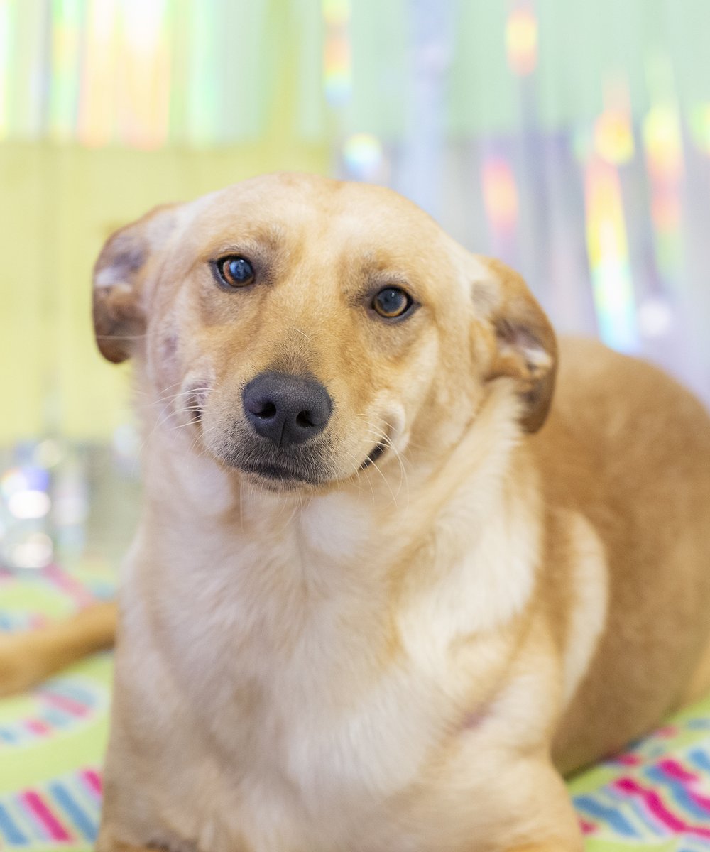 I took pictures at the shelter today, so if you don't want to see dog and cat pictures for the next few hours, mute me now. But if you want to see the sweetest doggo smile... here ya go! This is Bert! Precious snuggle boi... #adoptdontshop #shelterdogs #dogsoftwitter