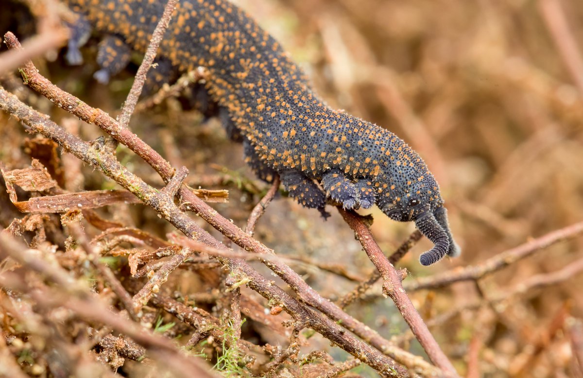 Bryce_McQuillan's tweet photo. Peripatus, Dansey Reserve, Rotorua
Last night temperatures were ideal for spotting these beautiful invertebrates. Peripatus are often on tree fern trunks during the night. 

Photographed on a tree fern trunk. https://t.co/zYlveeZYQp