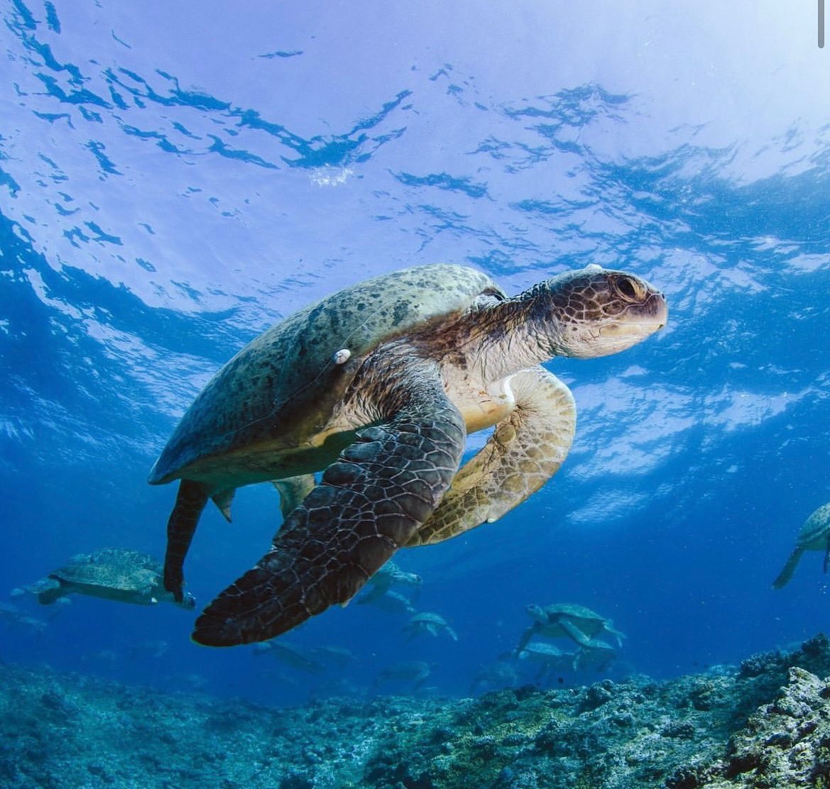 passport_sd's tweet image. Want to see sea turtles in action? Stop by @fleetscience’s #GiantDome and check out the Sea Turtle Odessey! 

Visit this link for a discount: passporttosandiego.com/company/fleet-…

#ScienceSunday #fleetsciencecenter #thefleet #fleetsciencecentermuseum #balboapark #sandiego