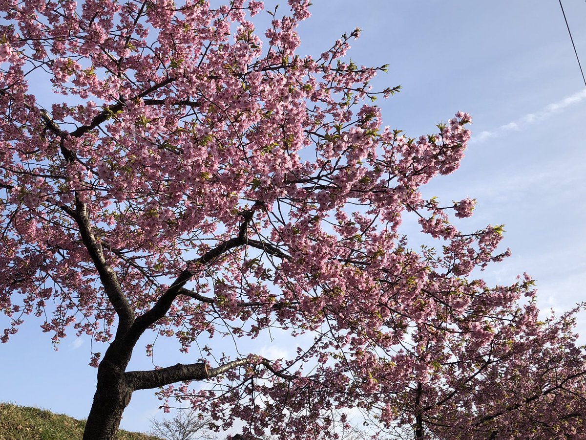 「おはようございます仙台は雨が上がり晴れました。昨日、仙台では桜の開花が発表されま」|葉月七夜のイラスト