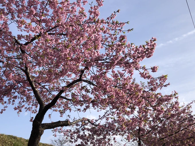 おはようございます仙台は雨が上がり晴れました。昨日、仙台では桜の開花が発表されました。観測史上最速らしいです。近所の桜は早いものだとすでに散り始めたものも…、気まぐれですね今週もよろしくお願いします 