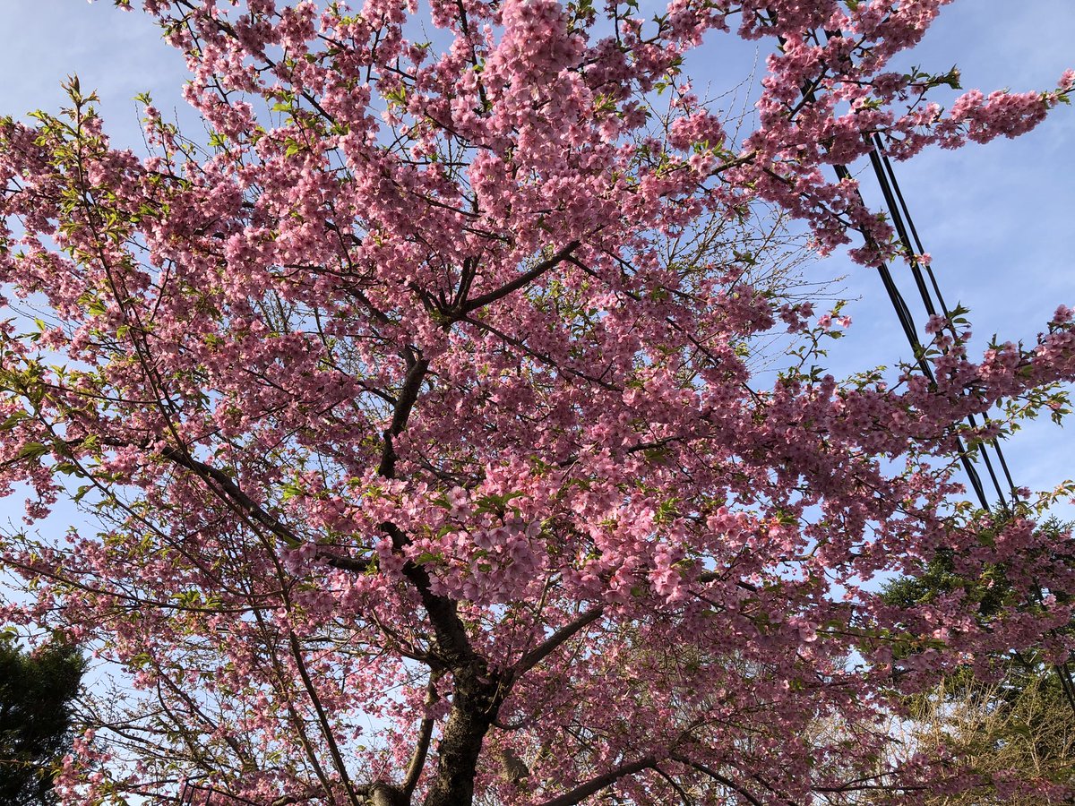 「おはようございます仙台は雨が上がり晴れました。昨日、仙台では桜の開花が発表されま」|葉月七夜のイラスト