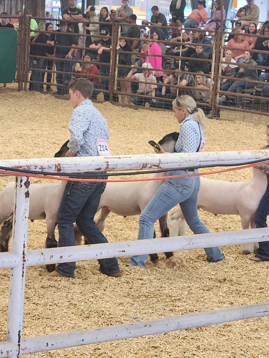 Stocktonag's tweet photo. Good job showing your lamb pepper today Cheyenne Loll.  We are proud of you! @StocktonCISD @Conroe__FFA https://t.co/zHFnWGEJKd