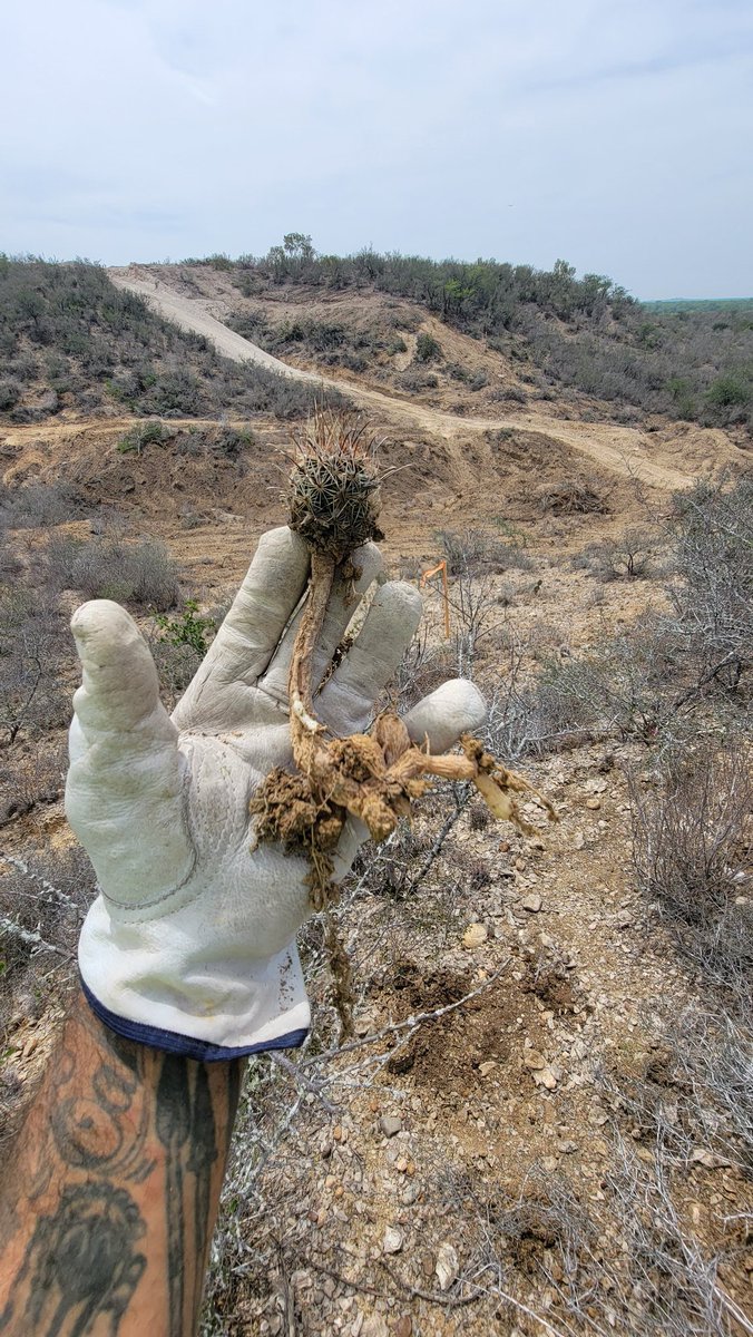 Joey Santore tweet media