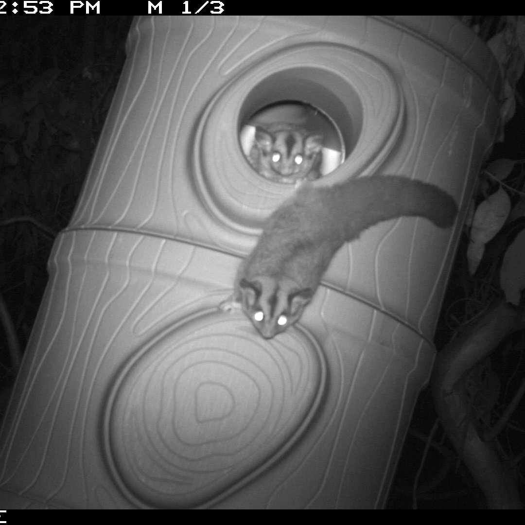 GreatEasternRanges (@ger_initiative) on Twitter photo Squirrel gliders & brush tail possums have been spotted in the <a href="/HabitatInnov/">Habitat Innovation & Management</a> nest boxes installed by <a href="/K2WLink/">K2W Glideways</a> last year to provide new homes for hollow-dependent native wildlife in NSW. 🐾
The nest boxes were funded through GER’s partnership with <a href="/ifawAU/">ifaw Australia</a>
ger.org.au/gliders-leapin… Squirrel gliders & brush tail possums have been spotted in the <a href="/HabitatInnov/">Habitat Innovation & Management</a> nest boxes installed by <a href="/K2WLink/">K2W Glideways</a> last year to provide new homes for hollow-dependent native wildlife in NSW. 🐾
The nest boxes were funded through GER’s partnership with <a href="/ifawAU/">ifaw Australia</a>
ger.org.au/gliders-leapin…