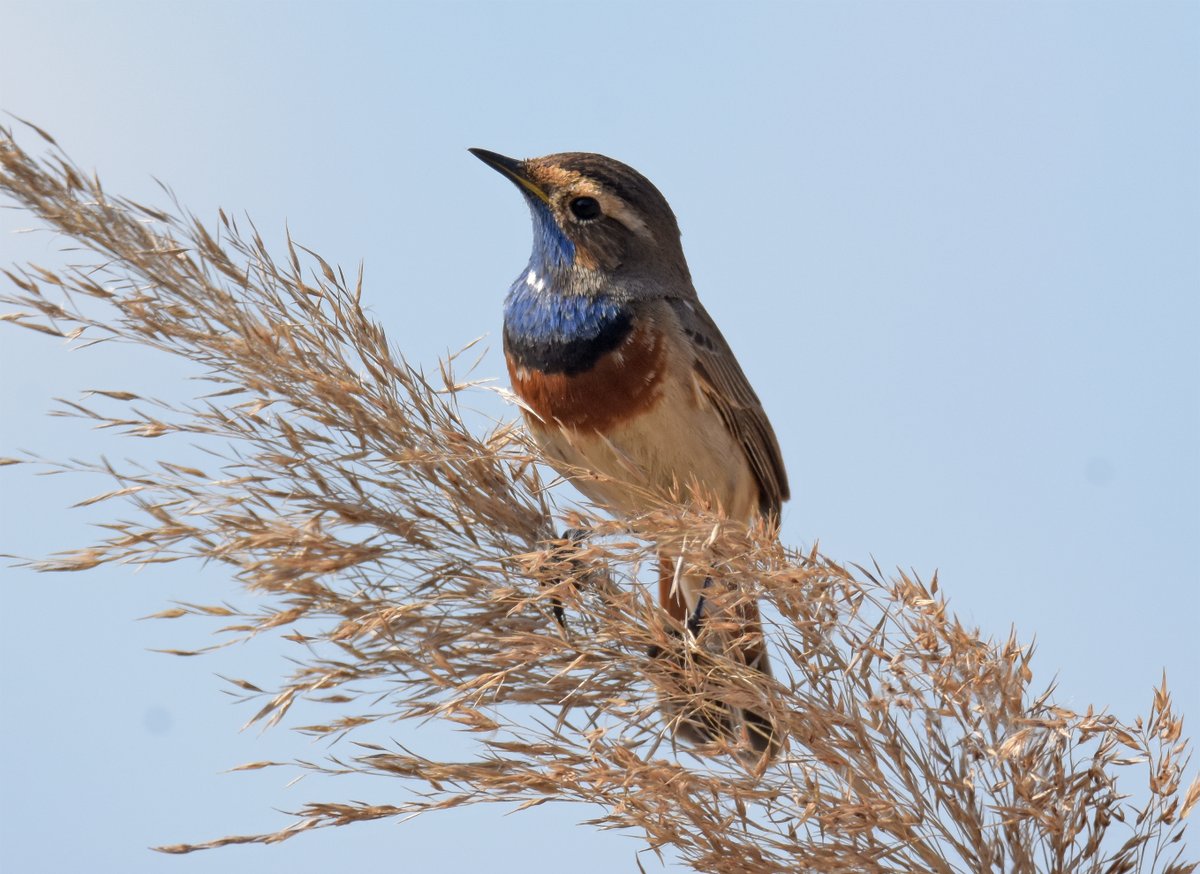 twitchoftheday's tweet photo. first bluethroat back 😃 https://t.co/vpeIUgkkTq