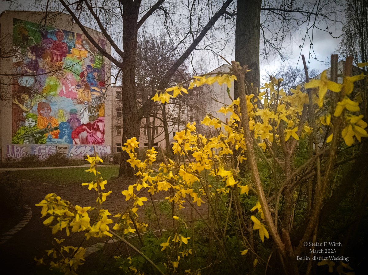 wirthstef's tweet photo. #Climatechange in #Germany causes earlier flowering in #Forsythia×#intermedia.Relationships between #phenology/#temperature were studied by e.g.Cosmulescu et al.(2020).Koyama et al.(2022) found that #transgenic specimen can produce the human beneficial #lignan sesamin©SFW #Berlin https://t.co/r6Owp2FppN