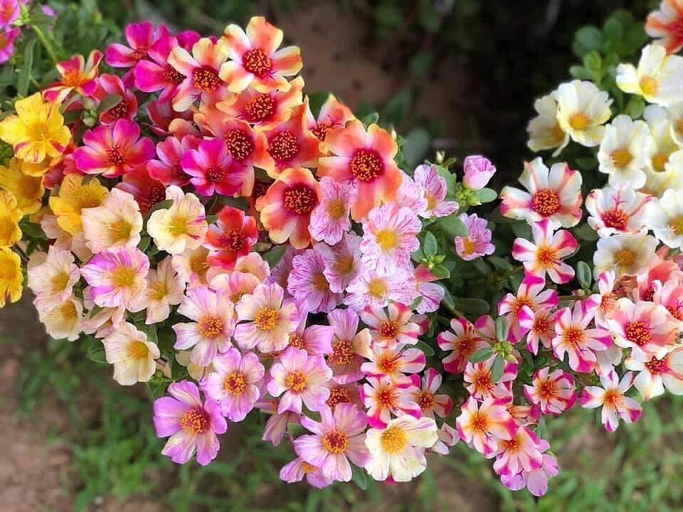 ** จะมีซัก " กี่พรุ่งนี้ " ให้เราได้เริ่มต้นใหม่ 
เค้าถึงบอกว่าให้ใช้ชีวิต " วันนี้ " ให้เหมือนเป็นวันสุดท้ายของชีวิต 
แล้วเราจะไม่คิดเสียใจเลยถ้าวัน " พรุ่งนี้ " มันไม่มาถึง ... 

#Morning #อรุณสวัสดิ์ค่ะ...😊