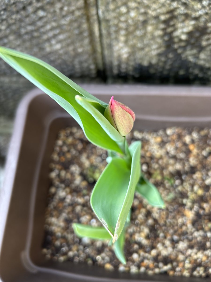 おはようございます
今朝の京都は晴れです☀️

我が家のチューリップ
ついに蕾が出来ました🌷
多分ピンクですね！
……チューリップの蕾てこんな所から出てくるんですね

#企業公式が毎朝地元の天気を言い合う 
#企業公式相互フォロー
#企業公式春のフォロー祭り