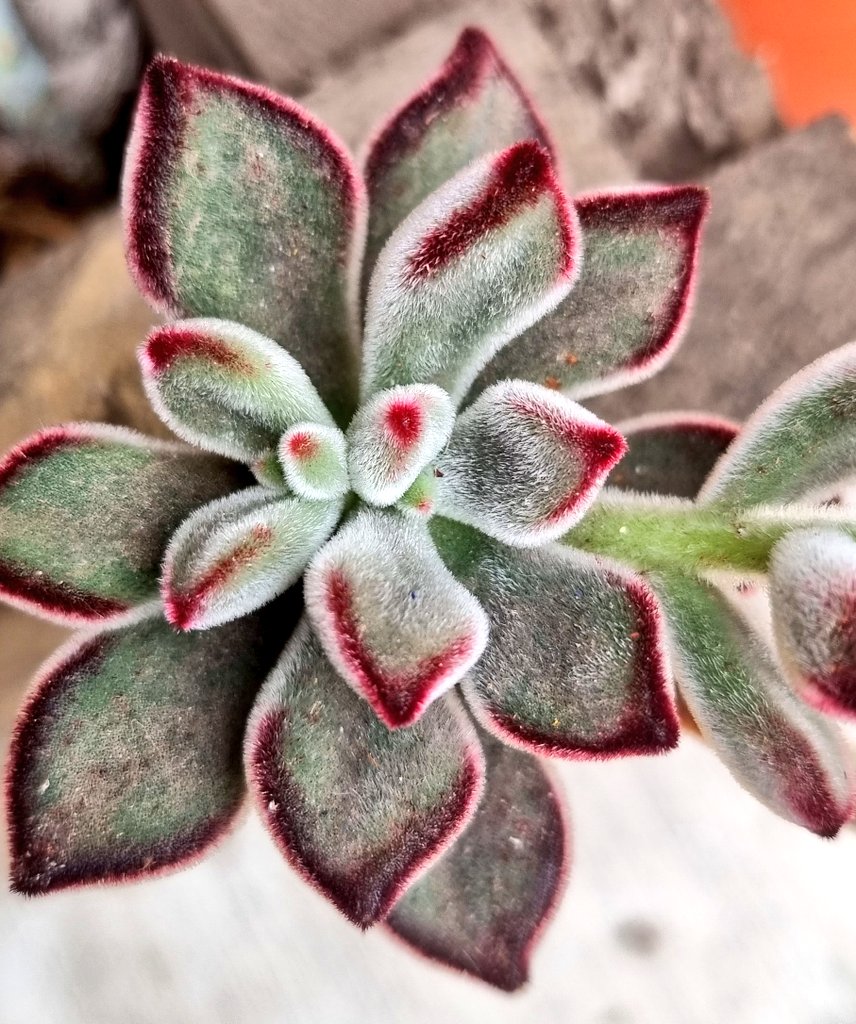 Citopatoroxx's tweet image. 🪴🪴🌷🌷

#Fractal #geometryinnature