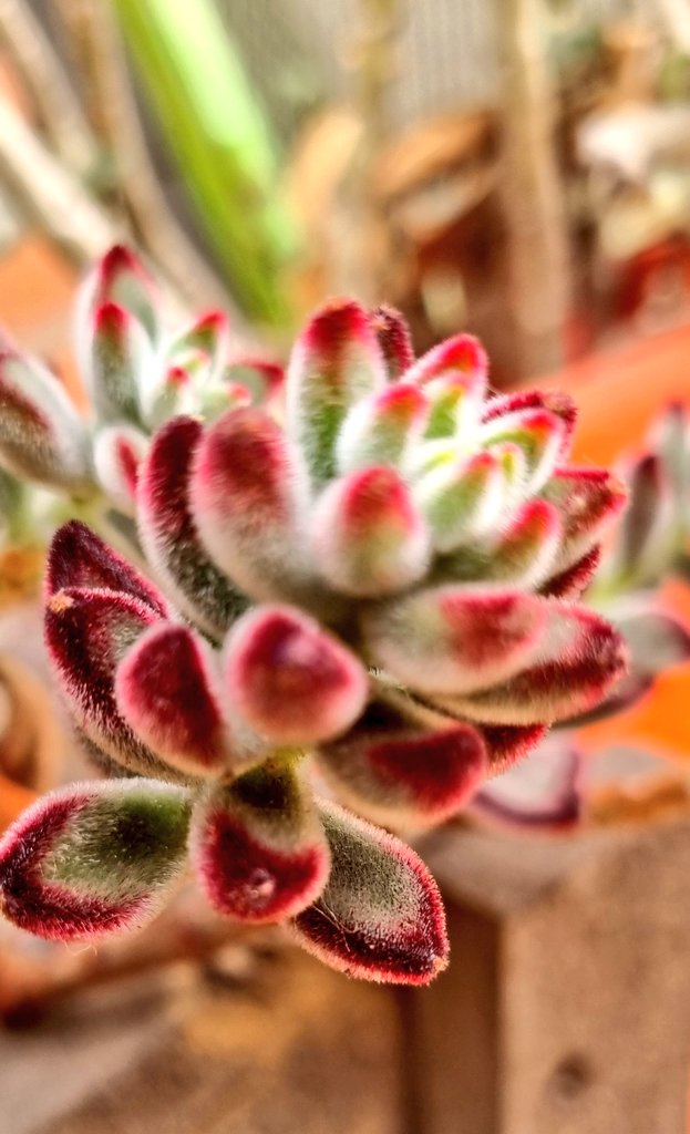 Citopatoroxx's tweet image. 🪴🪴🌷🌷

#Fractal #geometryinnature