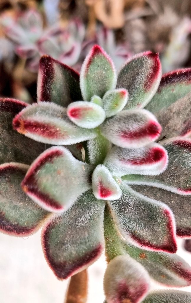 Citopatoroxx's tweet image. 🪴🪴🌷🌷

#Fractal #geometryinnature