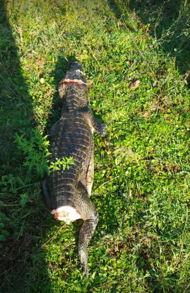 AMBLUISM's tweet image. Dos ejemplares de Yacaré fueron mutilados con salvajismo en zona de Caa Catí, #Corrientes. Los ejemplares fueron cortados a machetazos, estos ejemplares actualmente se encuentran vulnerable y expuestos ya que el 80% de sus ambientes naturales están afectados por la sequía.