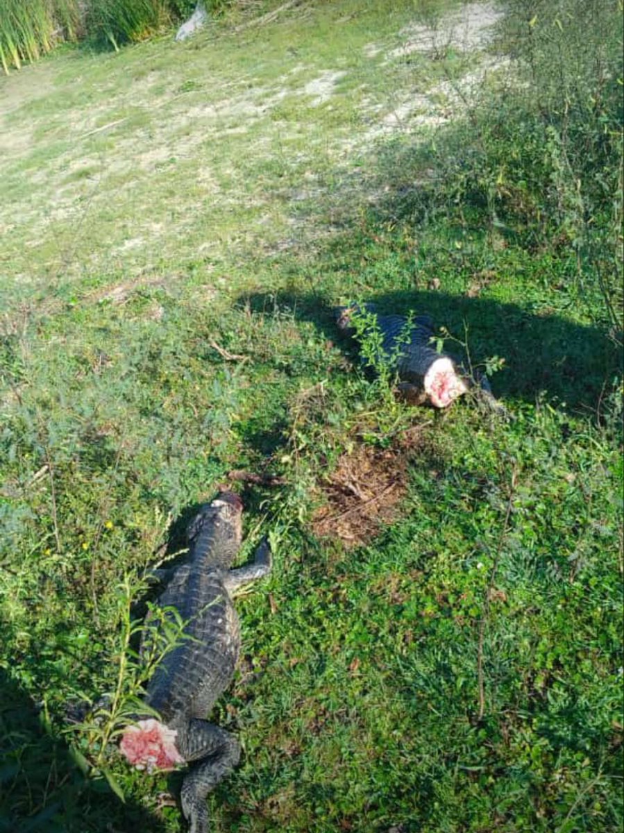 AMBLUISM's tweet image. Dos ejemplares de Yacaré fueron mutilados con salvajismo en zona de Caa Catí, #Corrientes. Los ejemplares fueron cortados a machetazos, estos ejemplares actualmente se encuentran vulnerable y expuestos ya que el 80% de sus ambientes naturales están afectados por la sequía.