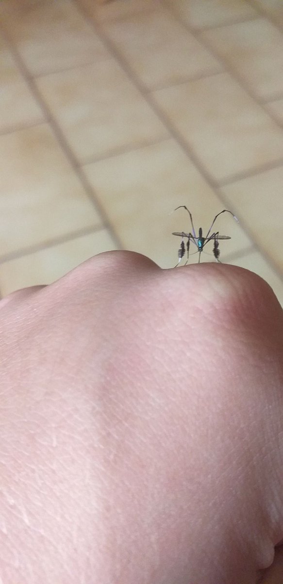 brusnos's tweet photo. optimus dengue prime https://t.co/QePavBlQ8W