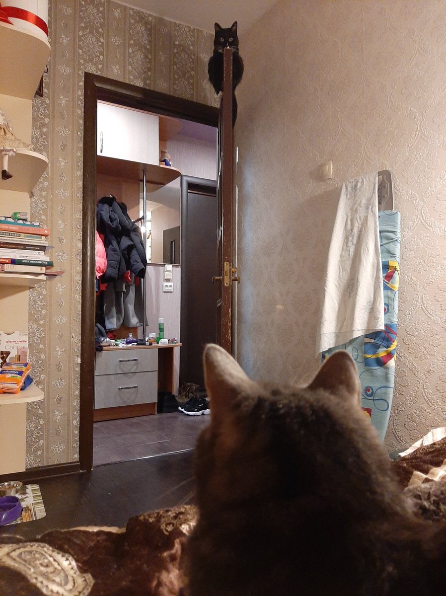 bullshitofiro4k's tweet photo. @lyasheva Моя кошка тоже так делала на предыдущей квартире, ещё и прыгивала на дверь)) в первые разы мы охреневали, но потом привыкли https://t.co/6kZUeltmUj