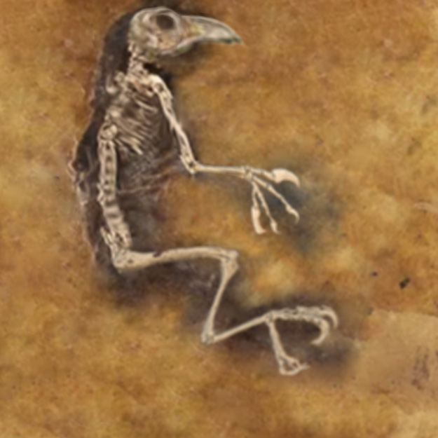 Fossils found in the #DaintreeRainforest earlier this year have now been formally identified as the remains of a large bird-like creature named ‘Austravis simiungula’ 🌴🤯 #exploreTNQ #exploreCairnsGBR
