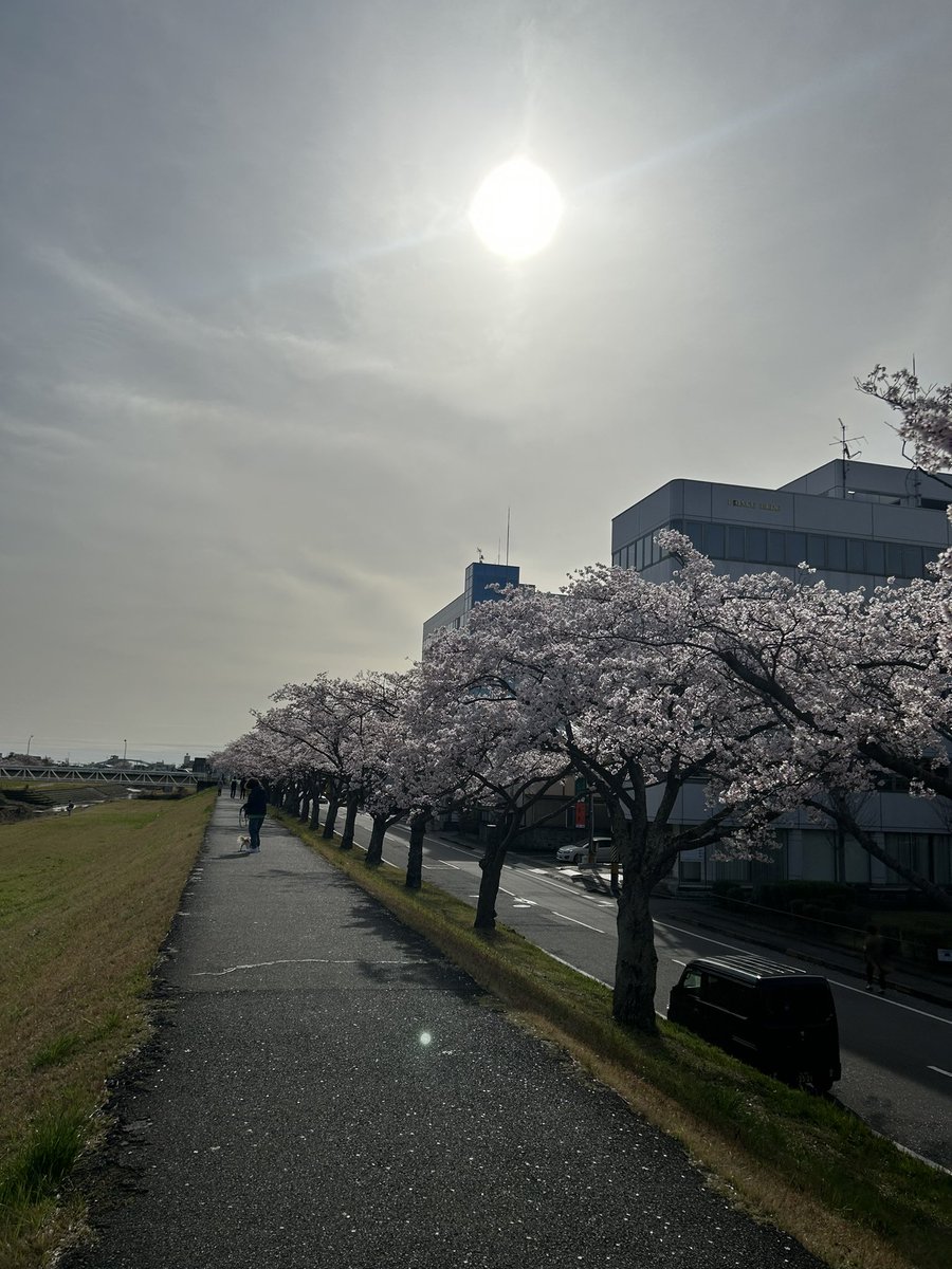 musashiya__6348's tweet photo. おはようございます☀
息子の進学で茨城県ま���来てました！
なので水曜日までツィートお休みします。
お買得商品は色々とありますので宜しくお願いします！
果物担当の専務がやってくれるはずなんで⤴️⤴️
こっちは桜🌸が満開です〜😆🌸 https://t.co/ejIHjhjeGb