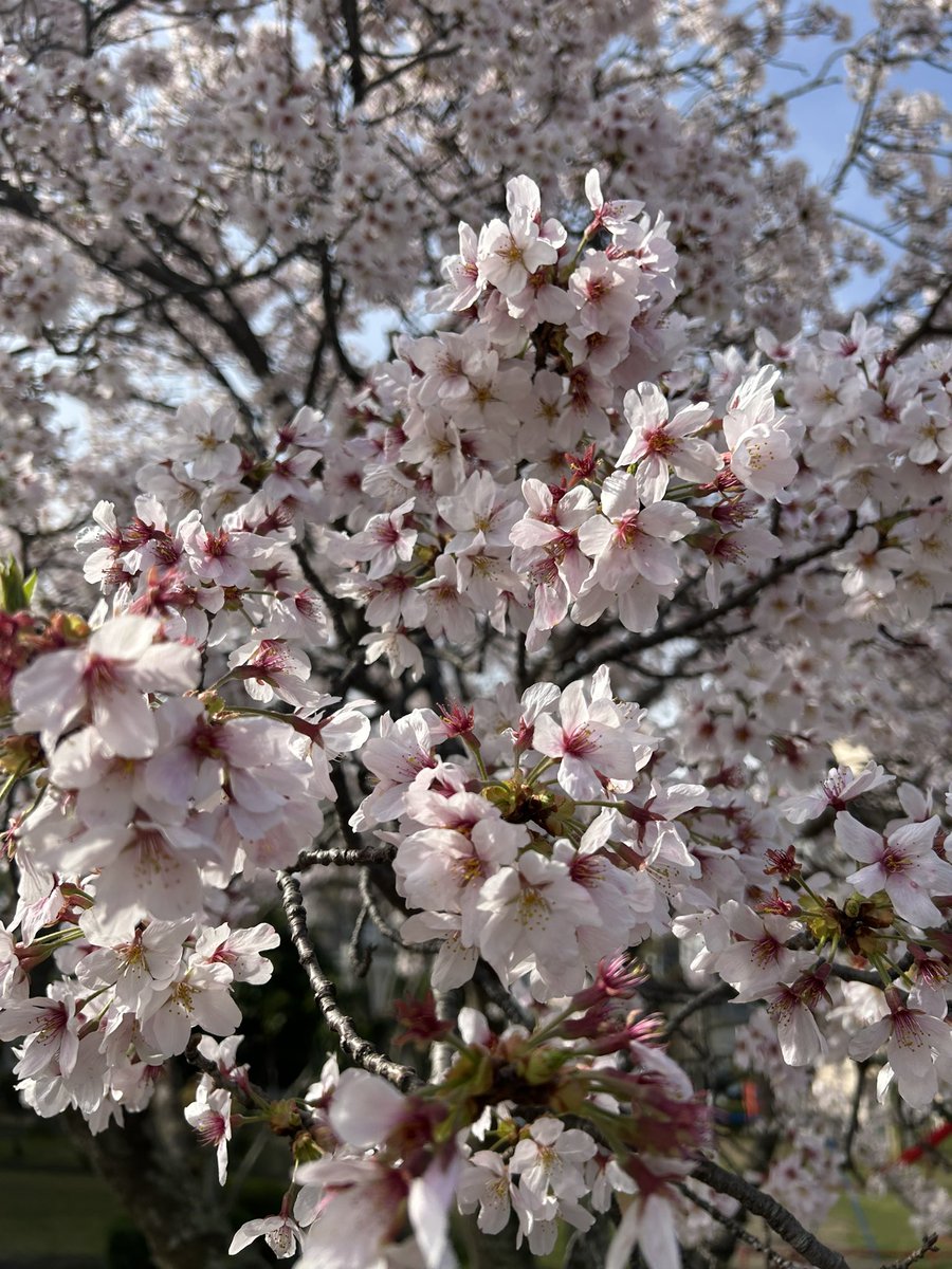 musashiya__6348's tweet photo. おはようございます☀
息子の進学で茨城県ま���来てました！
なので水曜日までツィートお休みします。
お買得商品は色々とありますので宜しくお願いします！
果物担当の専務がやってくれるはずなんで⤴️⤴️
こっちは桜🌸が満開です〜😆🌸 https://t.co/ejIHjhjeGb