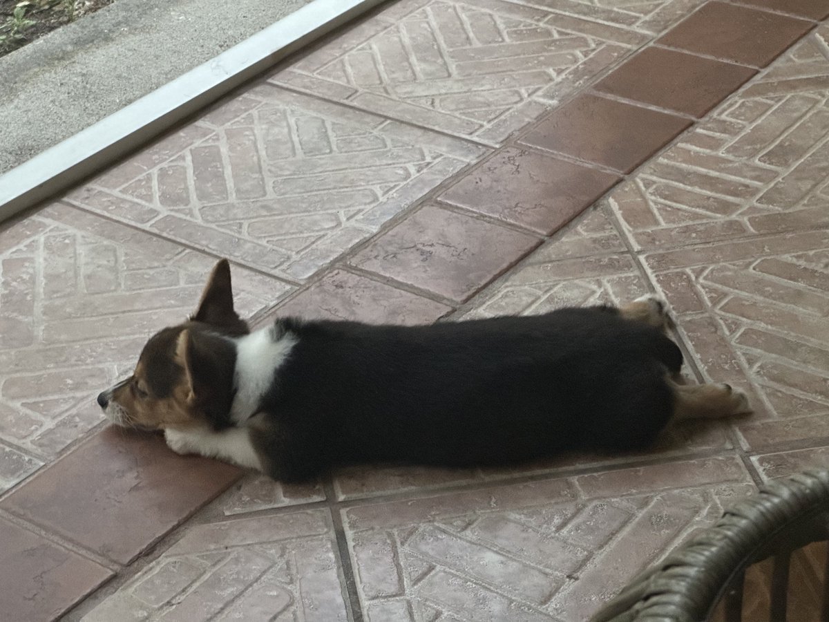 Shelley_Knight1's tweet photo. Overload of Karma cuteness!!! 3 months old tomorrow! Sheβs our world. #KarmaLove #CuteCorgies #PuppyLove #Wearesoinlove #Sheissosmart ππΆππΌππΆπ https://t.co/zb7Dv15NQa