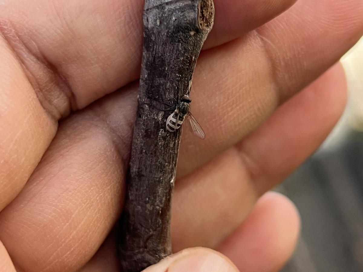 It’s been two weeks since season one of The Las of Us ended but, #zombies are still w us. Meet Enthomophthora muscae, the #fungus that transforms flies into zombies. Aren’t you glad you’re not a fly?
#TheLastOfUs #mycotwitter