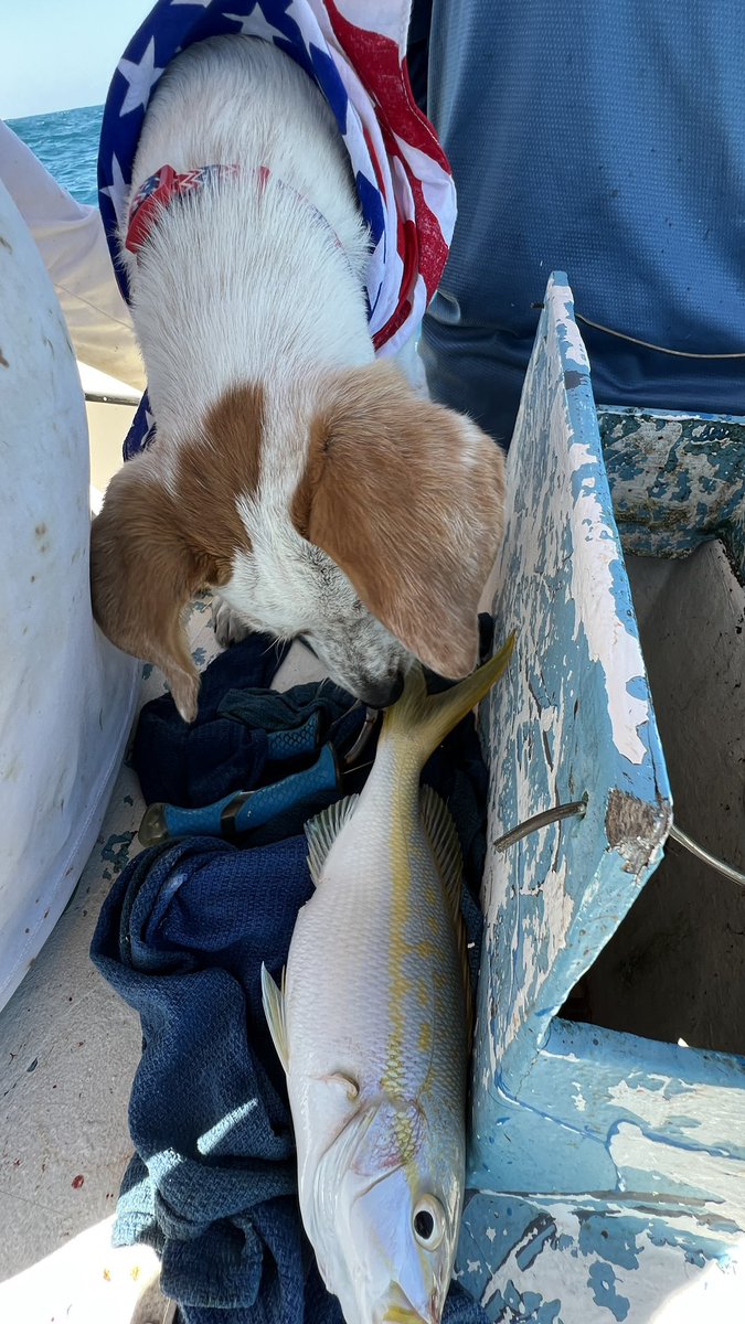 ChiefDogKevin's tweet photo. Rocking and rolling with a stiff breeze these guys limited out on yellowtail snapper today! #fishing #keywest #geigerkeymarina #flkeys #docktodish #cookyourcatch @barbiedoll_eyw  &amp; #adoriable #Dori on deck https://t.co/HuFaI9UpTq