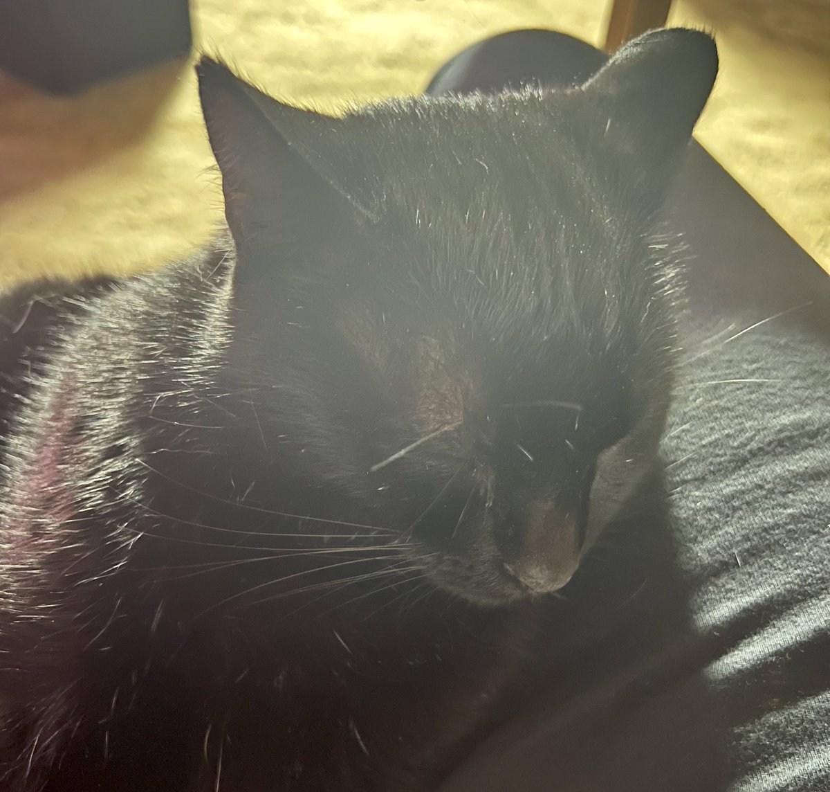 MrJoshuaGray's tweet photo. Saturday with Selina. Sunday pruned the grape vine and other plants on the back patio. Now preparing for the season premiere of Succession!! #cat #kitty #gardening #graygardens #grapevine #backpatio #succession #hbo #successionhbo https://t.co/HWvqOfNqdM