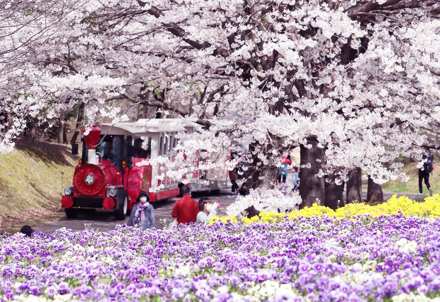 【南部町】とっとり花回廊で「桜ウィーク」が開催されます！期間中には桜並木の下、屋台村が登場するイベントも開催されますので、ぜひお出かけください♪

開催期間：2023年4月1日(土)～9日(日)　　　
場所：芝生の広場～桜の広場

kosodate-ohkoku-tottori.net/event/2023/04/…