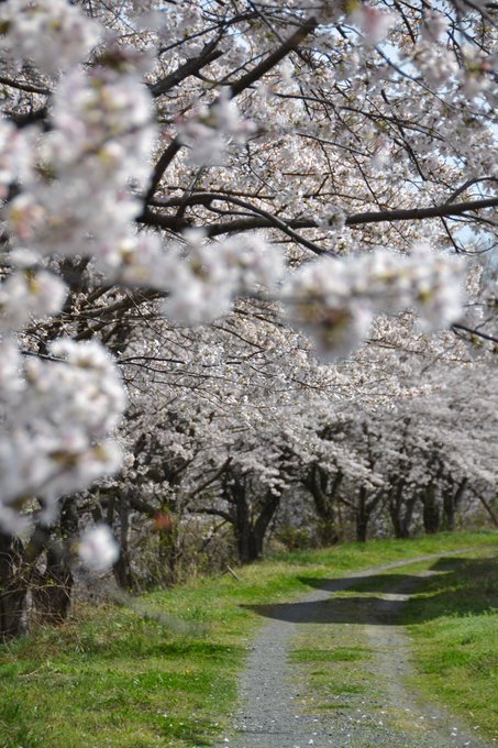 桜が見頃。 