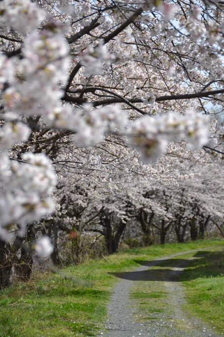 桜が見頃。 
