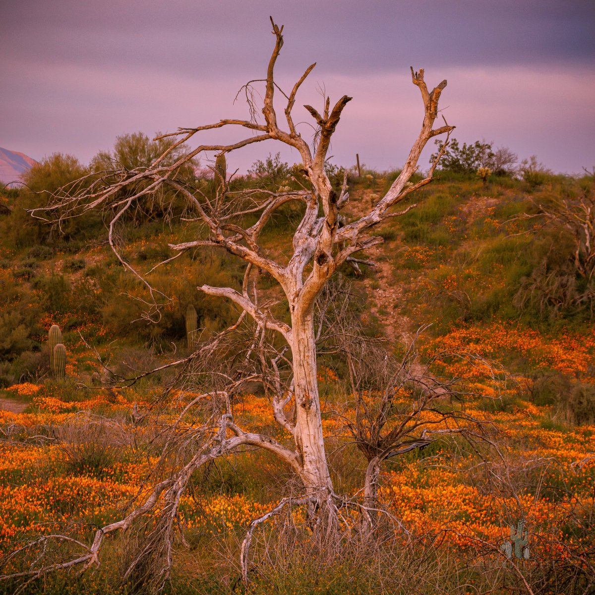 darthdan's tweet photo. Arizona is blooming right now!! I found this composition today and I’m really intrigued by it even though I’m the guy who took the picture! #Arizona #landscapephotography #sunset #desert #Canon https://t.co/KFISRrY1tm