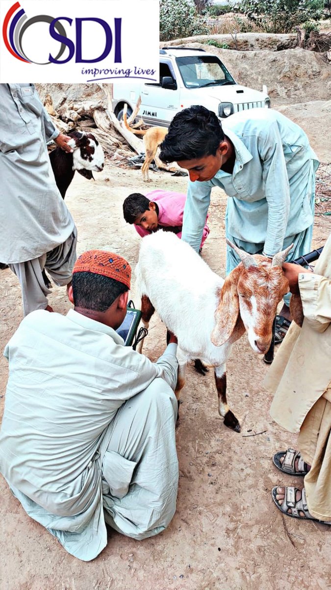 #osdi_pk conducted #healthcheck of 29 #shegoats distributed in Phase 5 of #LivestockDevelopment Project in district #Lasbela (#Baluchistan) on 15th March 2023