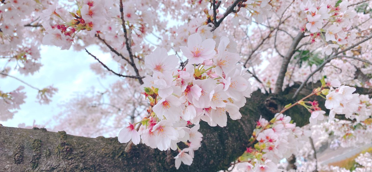 「また桜みにきてしまった。今日はもちちゃんも一緒に。桜…まだそばに居て… 」|ちょり🌸のイラスト